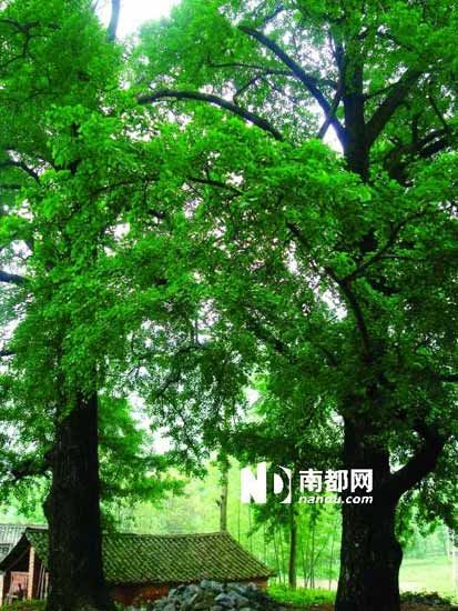 千年情侣林中的千年银杏树。 千年情侣林中的千年银杏树。